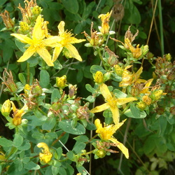 Johanniskrautgewächse