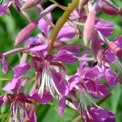 Nachtkerzengewächse