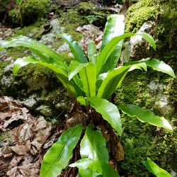 Streifenfarngewächse